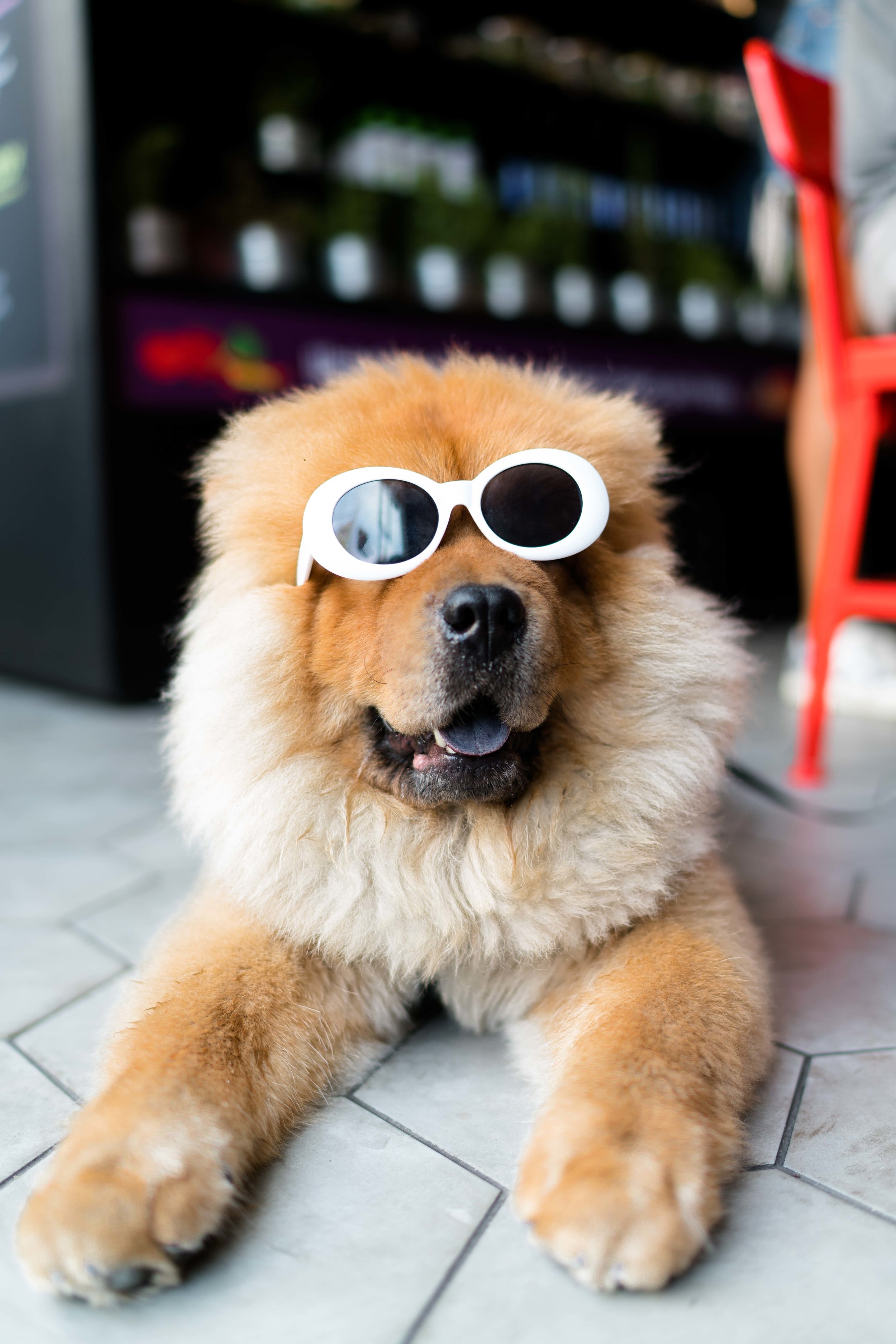 Koerad kontoris? 🐕