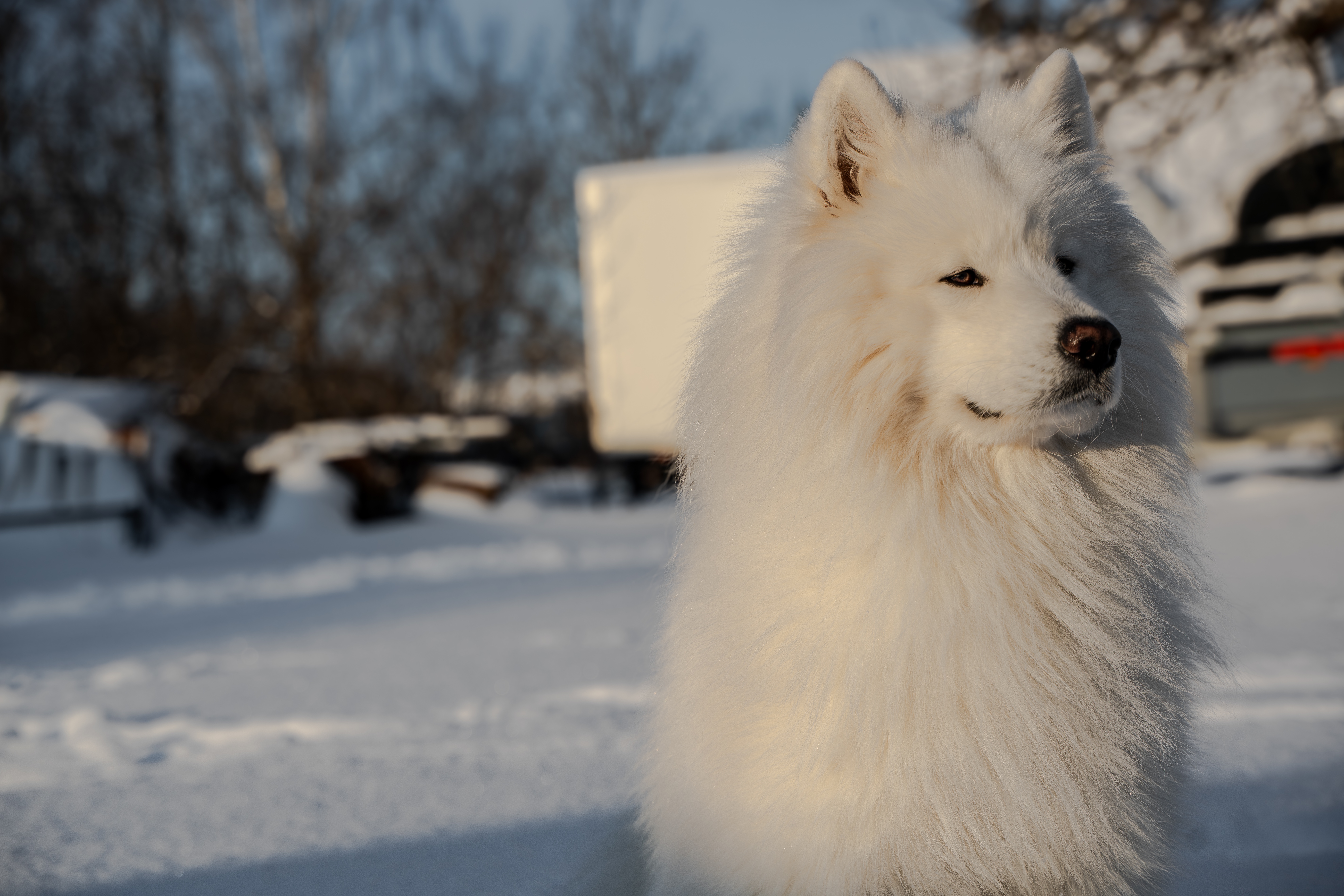 värske korteriomanik ja muud jutud